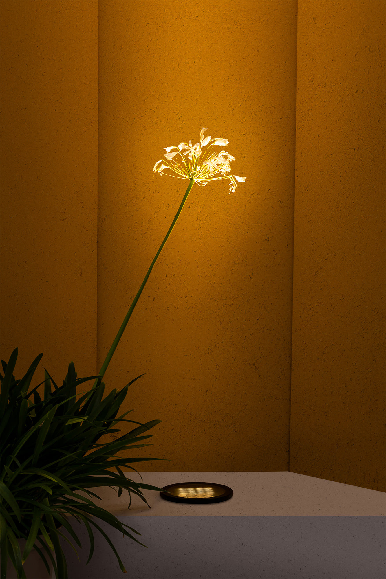 Faro TRAS 25L Schwarzes Einbaulicht 13º - Produktbild 2